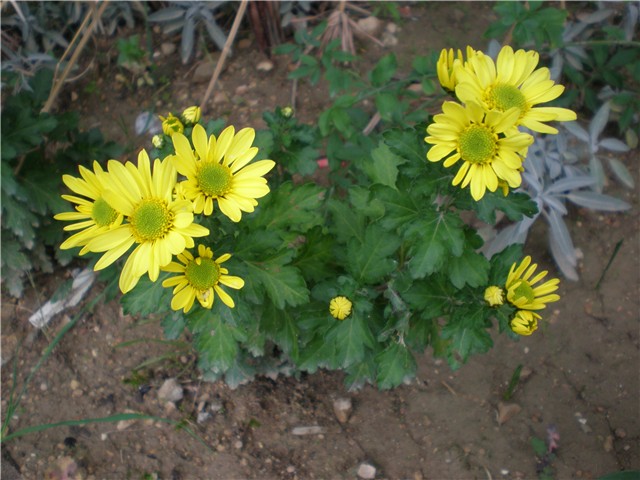 cviće